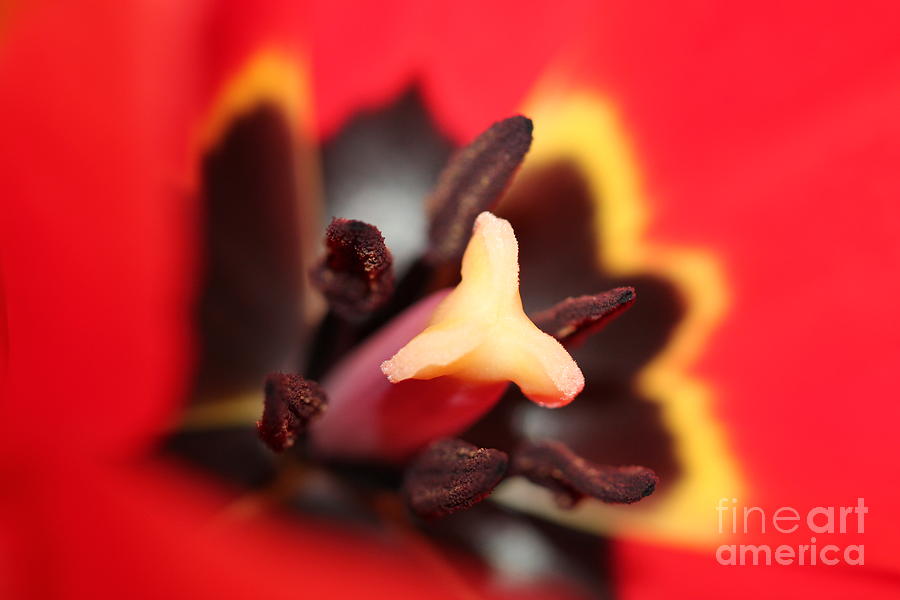 Red Tulip Stamen Photograph by Donna L Munro