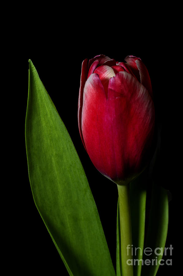 Red tulip Photograph by Steev Stamford