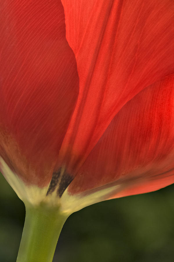 Red Tulip  Photograph by Susan Candelario