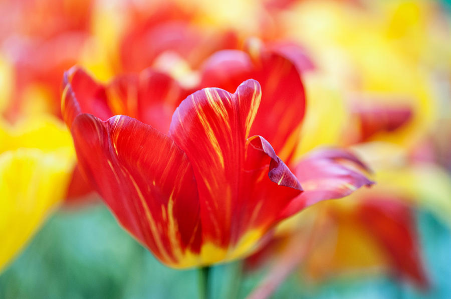 Red Tulip. The Tulips of Holland Photograph by Jenny Rainbow