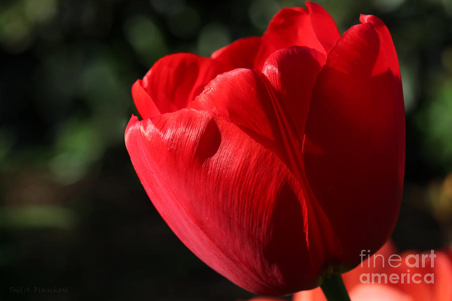 Red Tulip Photograph by Todd Blanchard