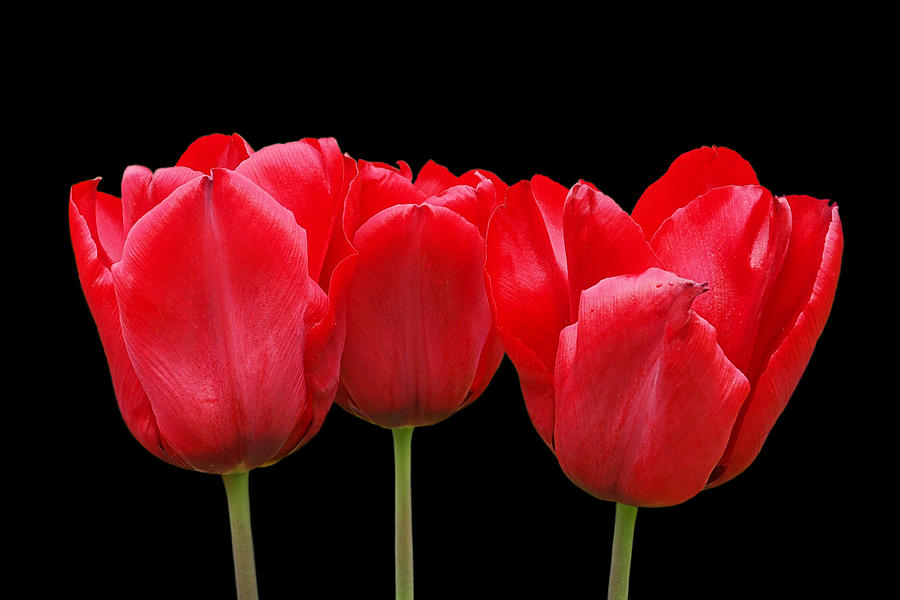 Red Tulip Triple On Black Photograph by Gill Billington