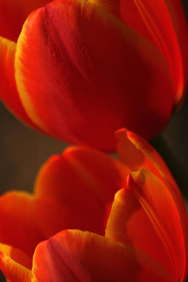 Red Tulip Twins Photograph by Carolyn Jacob - Fine Art America