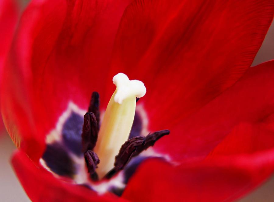 Red Tulip Photograph by Vanessa Thomas