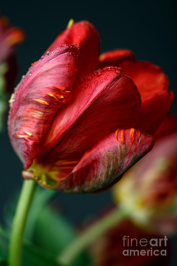 Tulip Photograph - Red Tulip with Dew by Nailia Schwarz