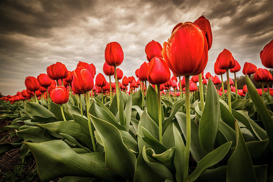 Red Tulips Photograph by © Edwin Van Wijk