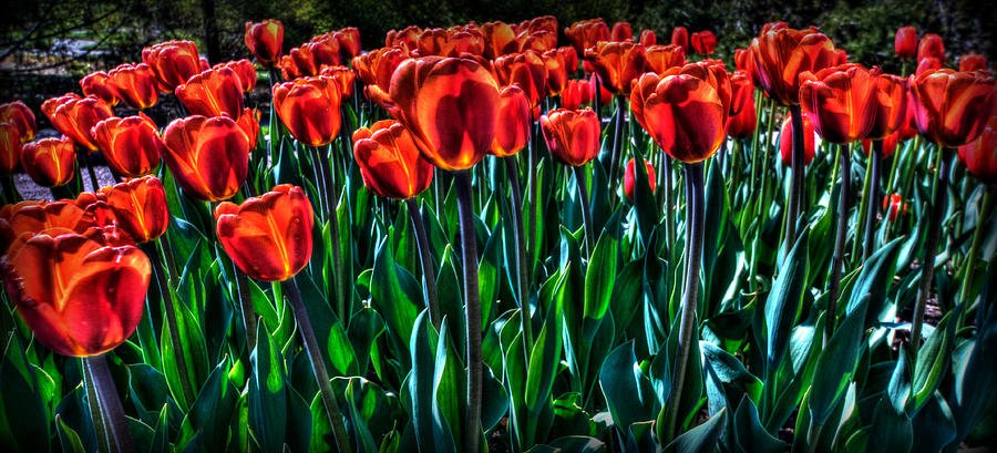 Red Tulips Photograph by Amanda Stadther