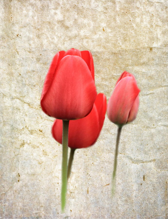 Tulip Photograph - Red Tulips by Angie Vogel