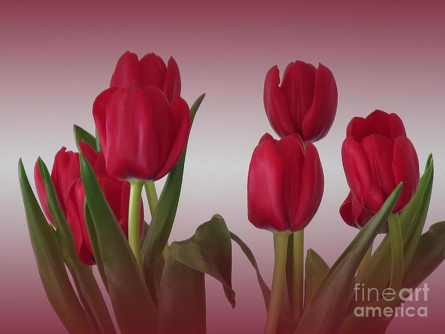 Red Tulips Photograph by Ann Horn