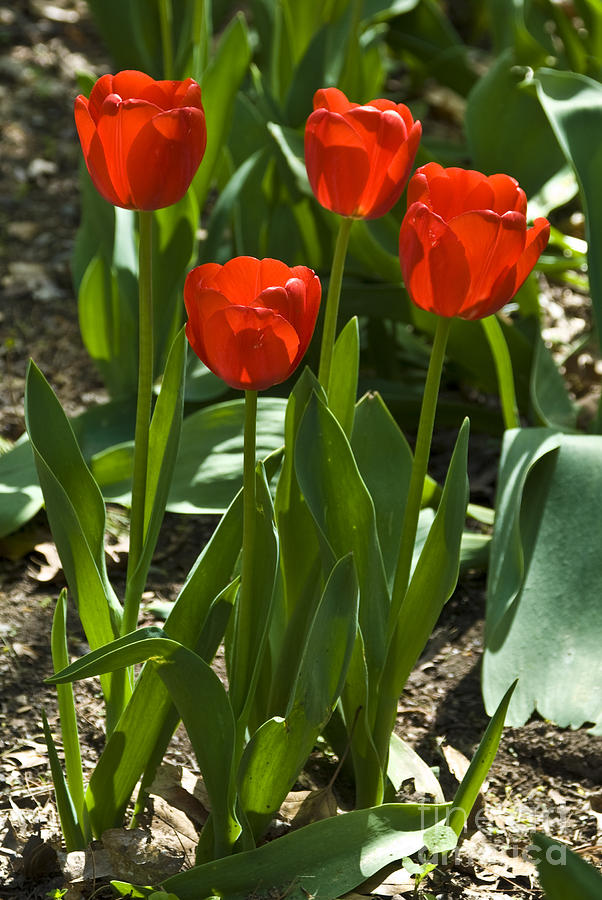 Red Tulips Photograph by Anthony Sacco