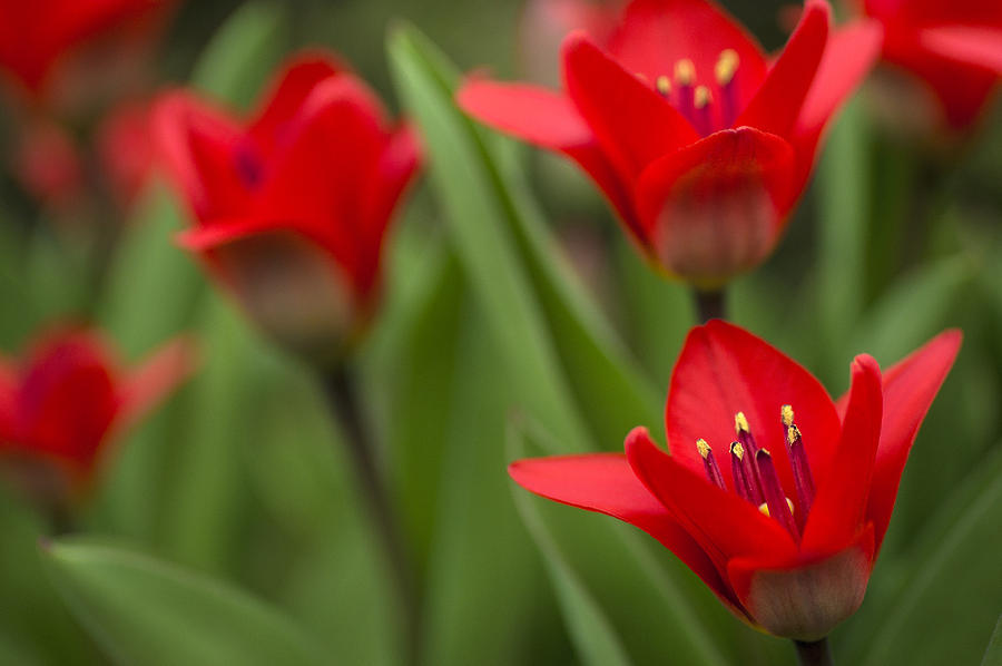 Red tulips Photograph by Arkady Kunysz