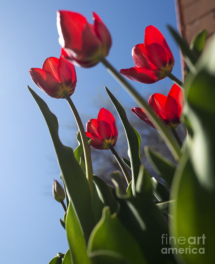 Red Tulips Photograph by Art Whitton