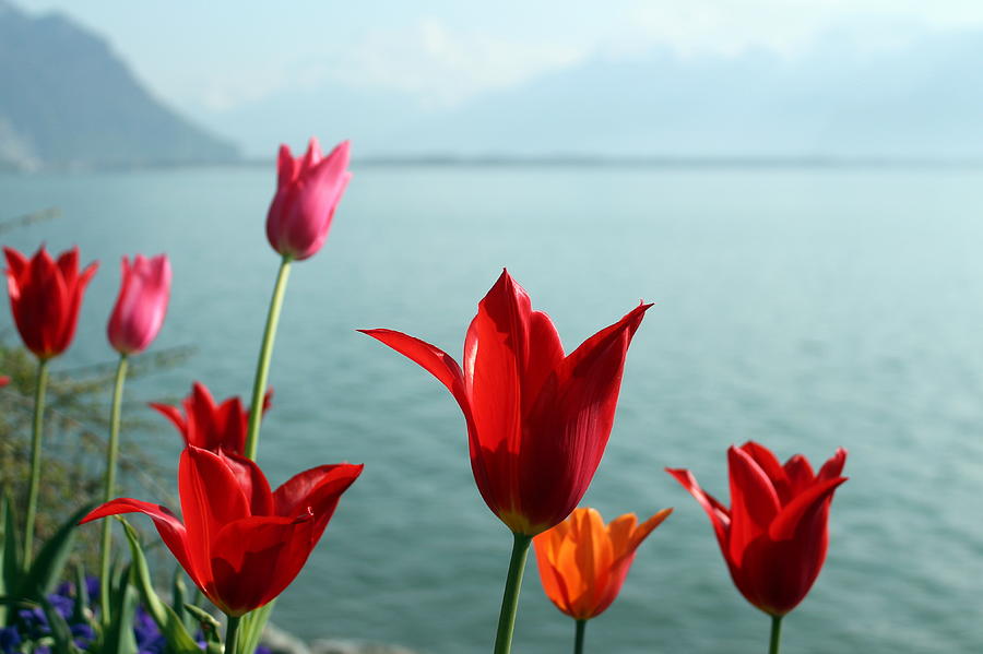Red Tulips Photograph by Barbara Ender-jones