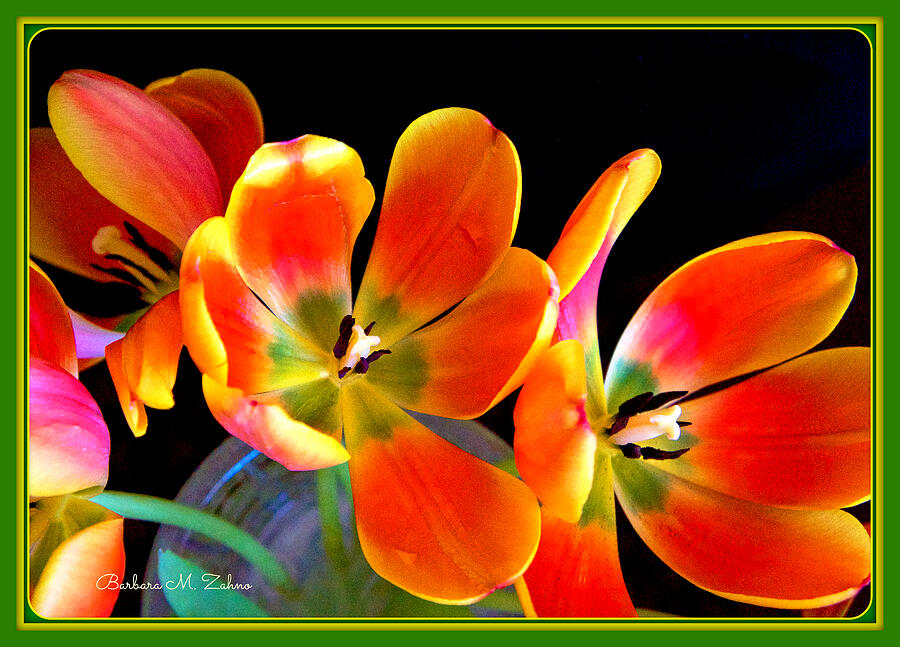 Red Tulips Photograph by Barbara Zahno