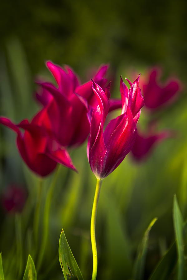 Red Tulips Photograph by Belinda Greb