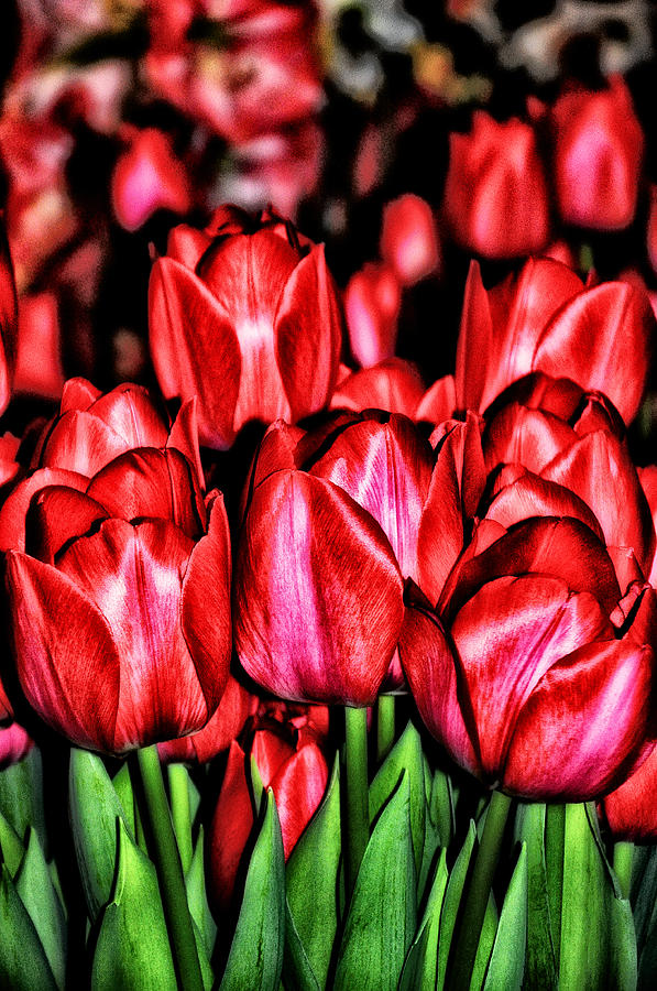 Red Tulips Photograph by Bill Cannon