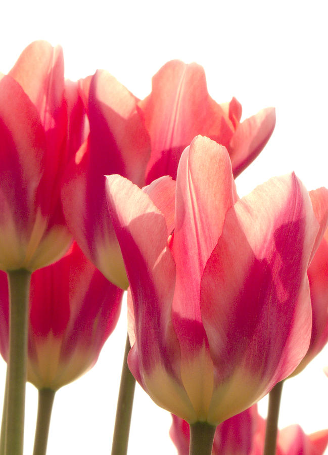Red Tulips Photograph by Celso Bressan