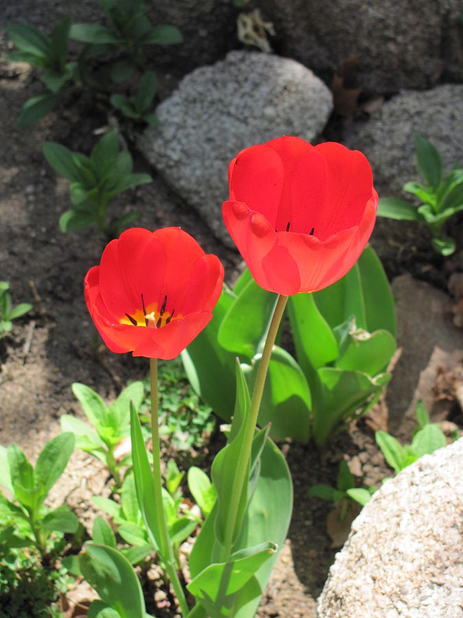 Red Tulips Photograph by Dody Rogers