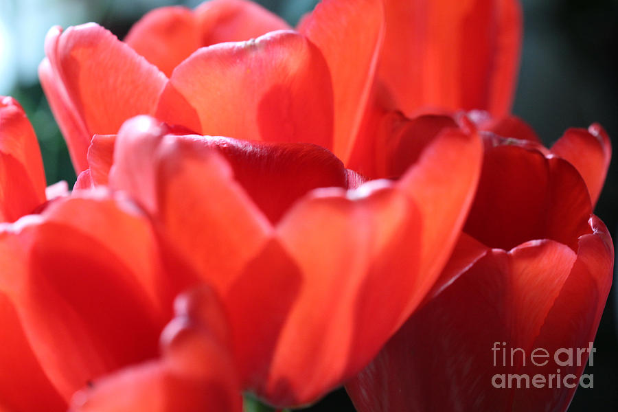 Red Tulips Photograph by Donna L Munro