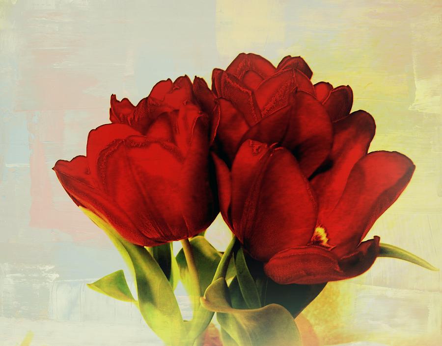 Flower Photograph - Red Tulips for a New Day by Carol Grenier