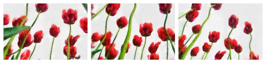 Still Life Photograph - Red Tulips from the Bottom Up Triptych by Michelle Calkins