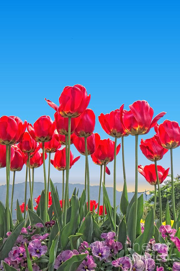 Red Tulips Full Bloom Photograph by Scott Cameron
