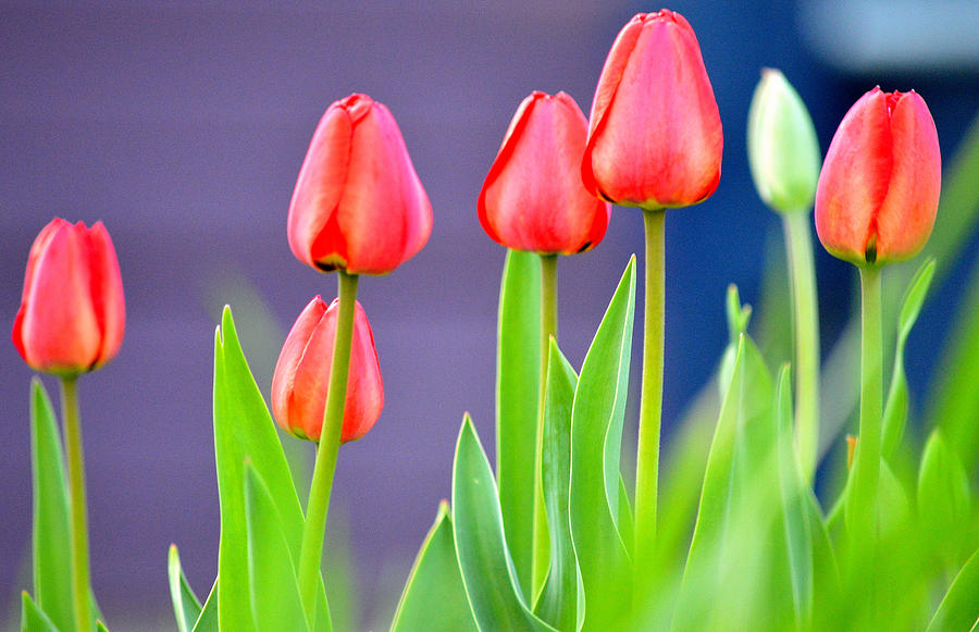 Red Tulips I Photograph by Joan Han