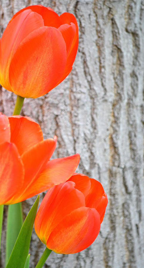 Orange Tulips II Photograph by Joan Han