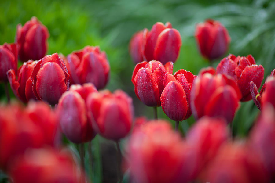 red tulips II Photograph by Ralf Kaiser