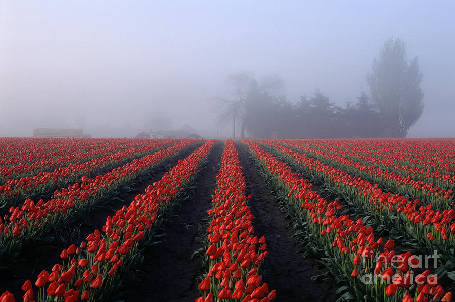 Nature Photograph - Red tulips in field by Jim Corwin