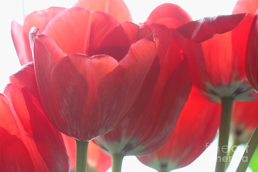 Red Tulips in Light Photograph by Donna L Munro