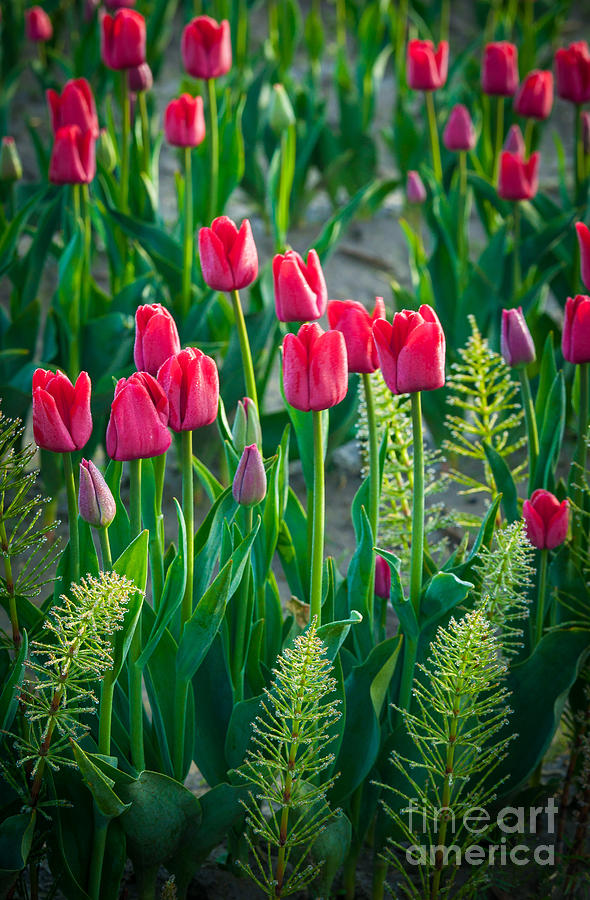 Flower Photograph - Red tulips in Skagit Valley by Inge Johnsson