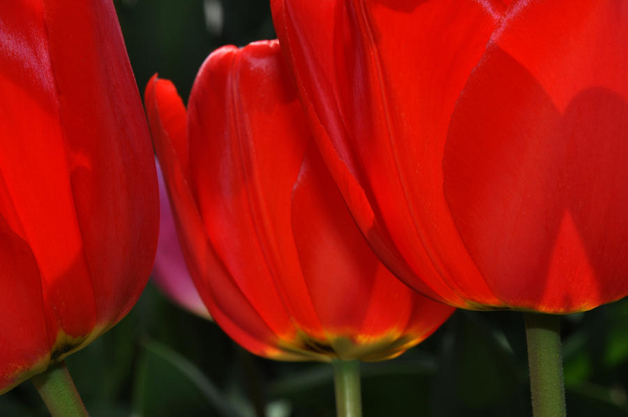 Red tulips in sunlight Photograph by Diane Lent