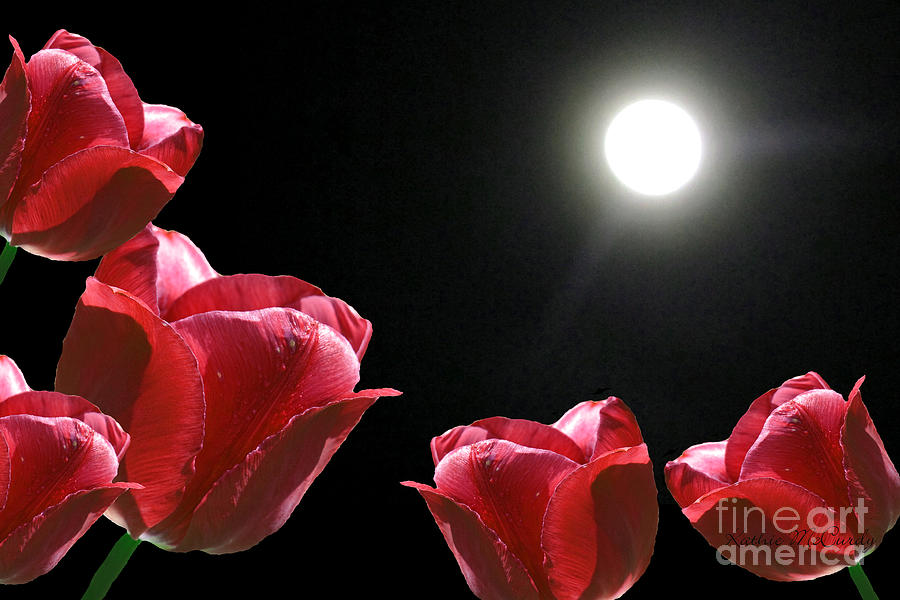 Red Tulips in the Moonlight Photograph by Kathie McCurdy