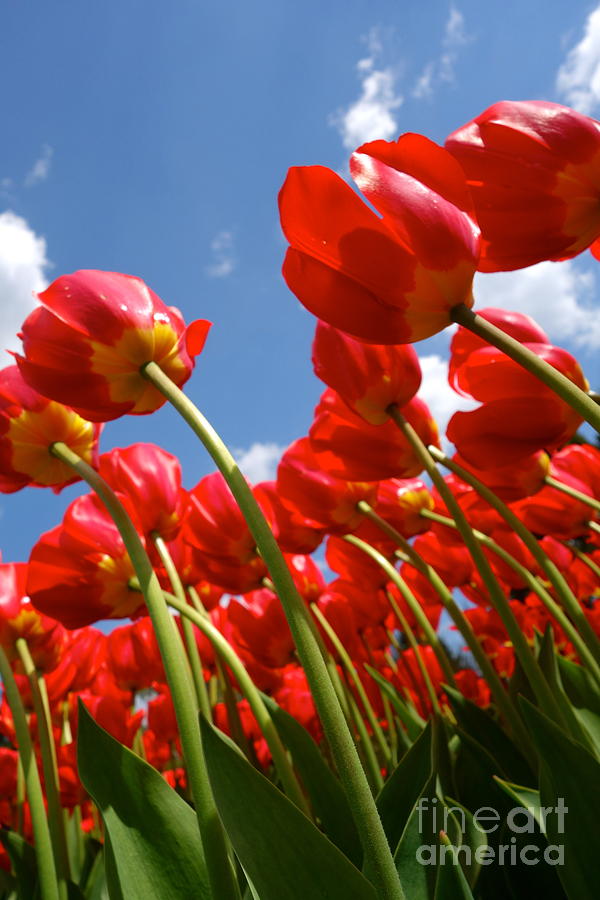 Red Tulips Photograph by Jacqueline Athmann