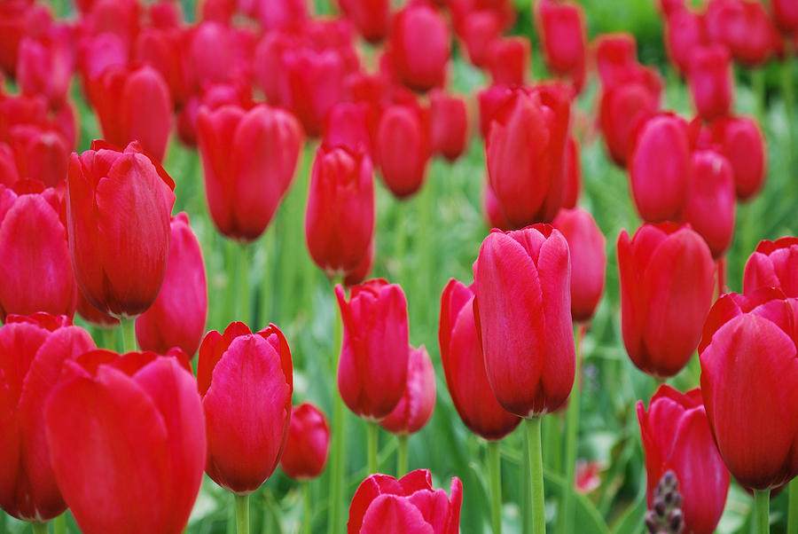 Tulip Photograph - Red Tulips by Jennifer Ancker