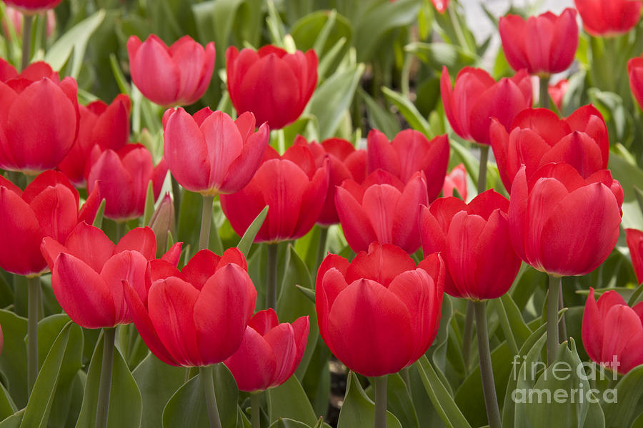 Red Tulips Photograph by Jill Lang