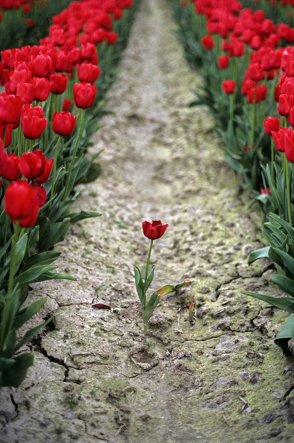 Red tulips Photograph by Jim Corwin