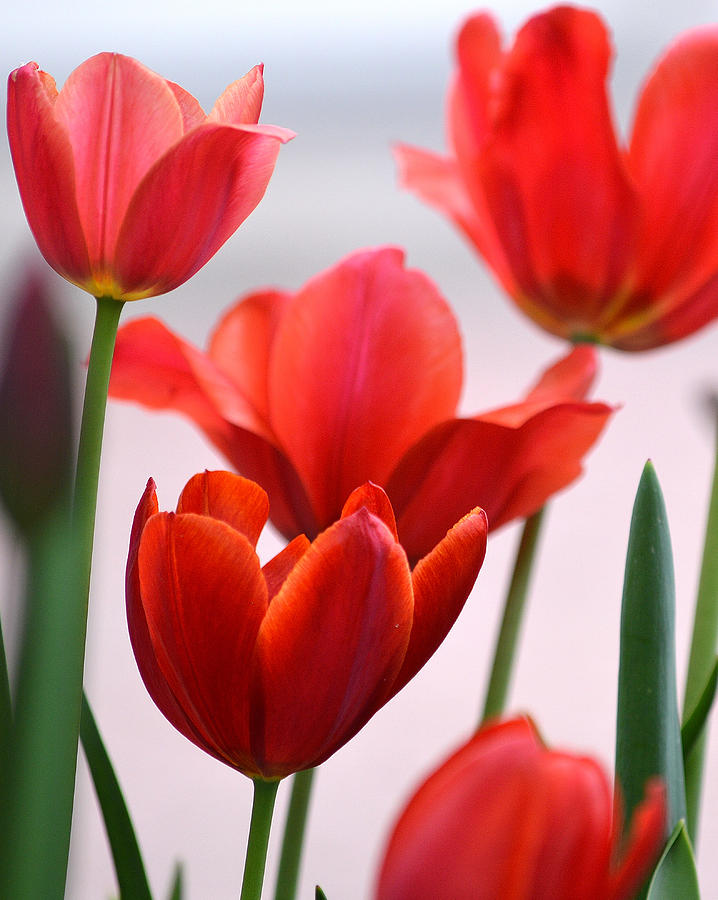 Red Tulips Photograph by Joan Han