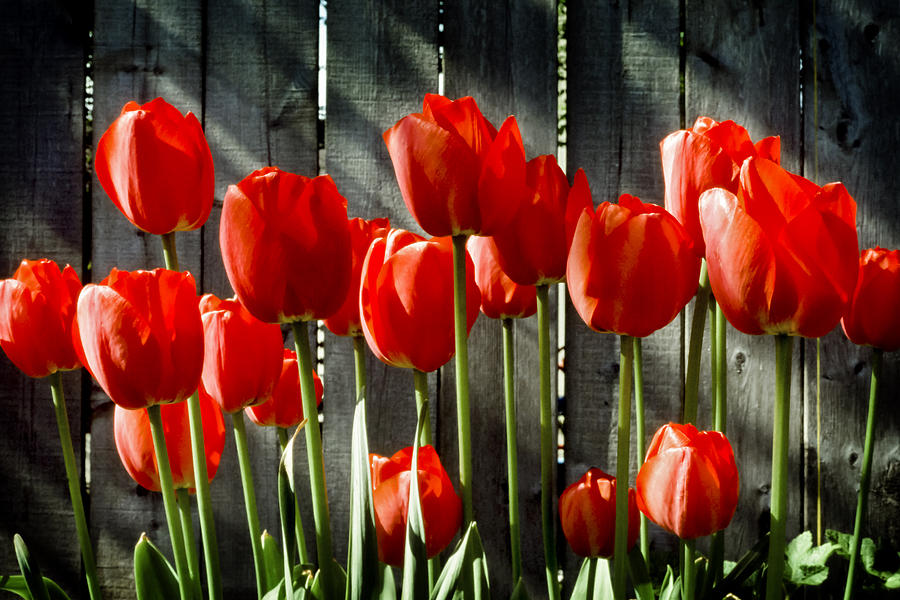 Red Tulips Photograph by Kelley King