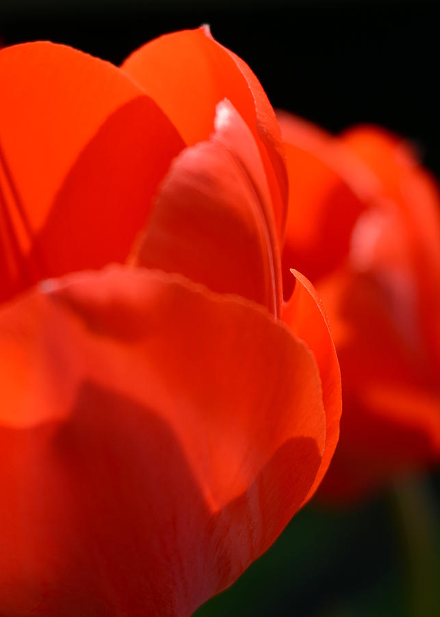 Red Tulips Macro Photograph by Rebecca Sherman