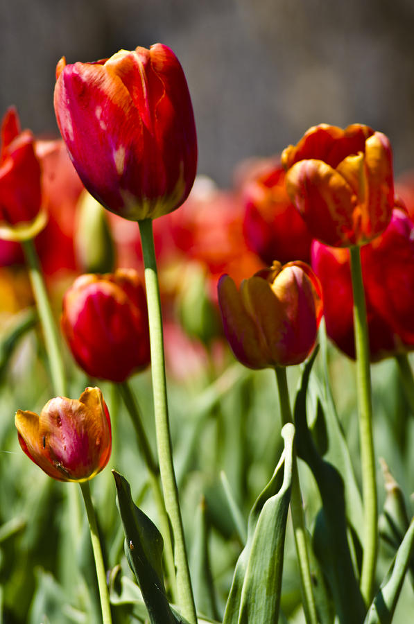 Download Tulips-Flowers-Red Tulips Photograph by Matthew Miller