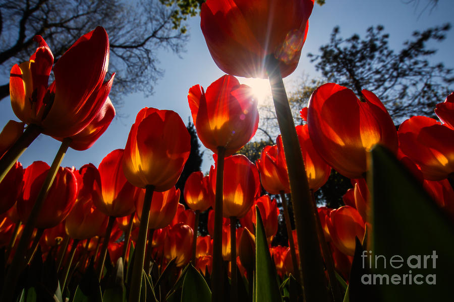 Tulip Photograph - Red Tulips... by Merthan Kortan
