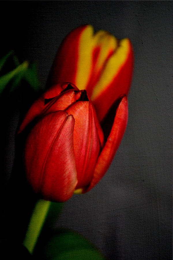 Tulip Photograph - Red tulips by Nadeesha Jayamanne