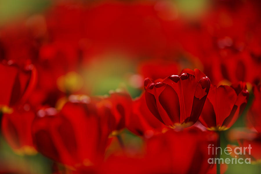 Tulip Photograph - Red Tulips by Nailia Schwarz