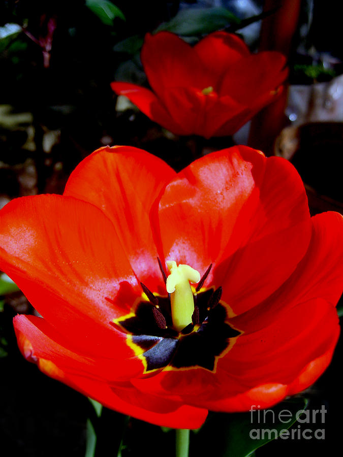 Red Tulips Photograph by Nina Ficur Feenan