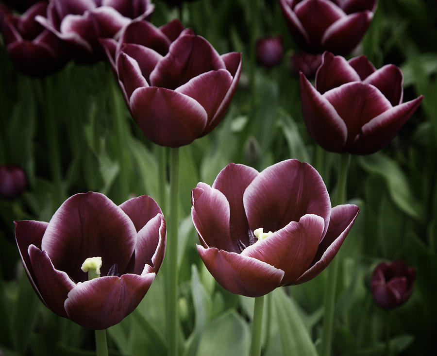 Red Tulips of Keukenhof Photograph by James Bethanis
