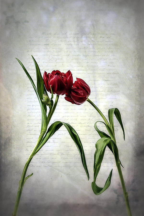 Tulip Photograph - Red Tulips On A Letter by Joana Kruse