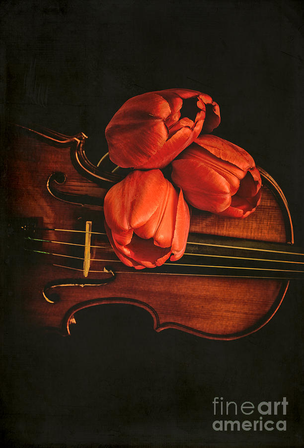 Music Photograph - Red tulips on a violin by Edward Fielding