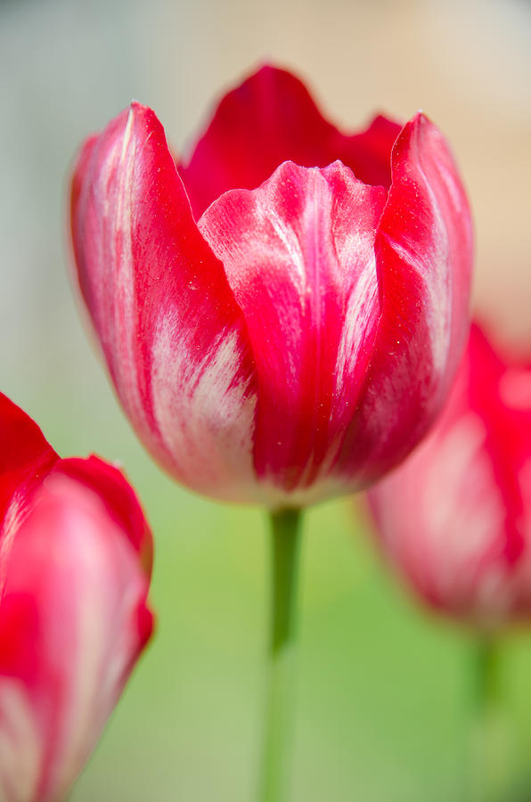 Red tulips on the green background Photograph by Michael Goyberg